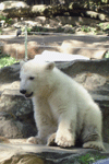 Knut in Berlin Zoo